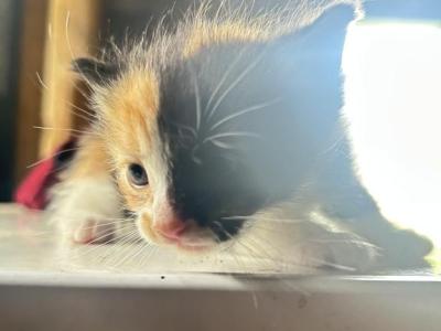 Sandy - American Curl - Gallery Photo #1