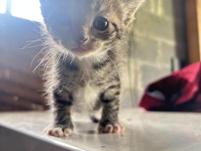 Bright - American Curl - Gallery Photo #1