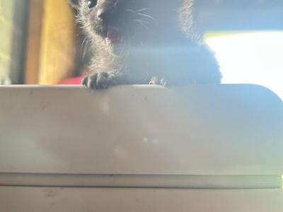 Chocolate - American Curl - Gallery Photo #1