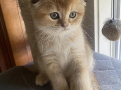 Phoenix - Scottish Fold - Gallery Photo #1
