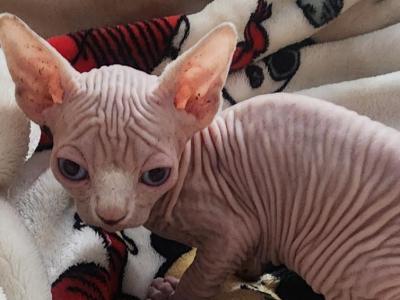 Simba - Sphynx - Gallery Photo #1