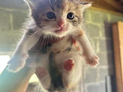Candy - American Curl - Gallery Photo #1
