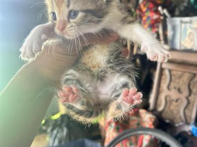 Coco - American Curl - Gallery Photo #1