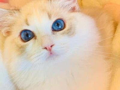 Chanel - Ragdoll - Gallery Photo #1