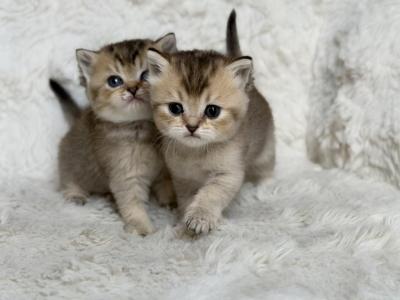 Scottish Straight Female Kittens  Golden Chinchil - Scottish Straight - Gallery Photo #1