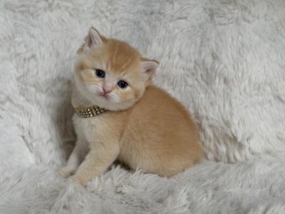 Scottish Straight Male Kitten Cream Color - Scottish Straight - Gallery Photo #1