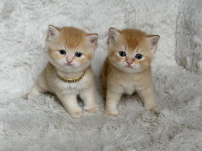Scottish Straight Male Kittens - Scottish Straight - Gallery Photo #1