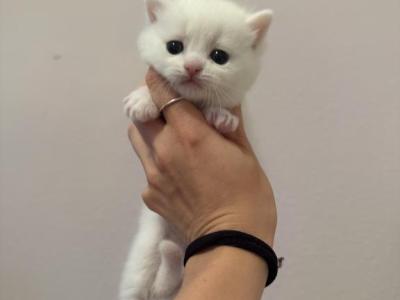 Scottish Straight Female Kitten  White - Scottish Straight - Gallery Photo #1