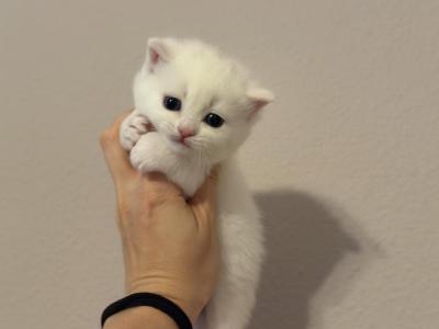 Scottish Straight Male Kitten  White - Scottish Straight - Gallery Photo #1