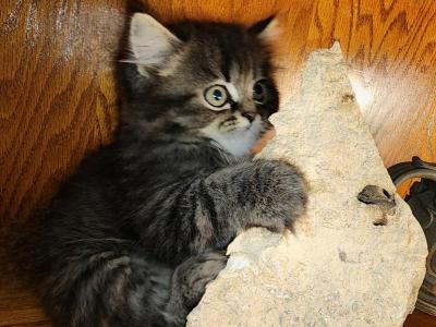 Hufflepuff Blue - Persian - Gallery Photo #1
