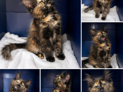 Spots Female - Maine Coon - Gallery Photo #1