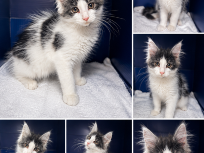 Spots Male 1 - Maine Coon - Gallery Photo #1