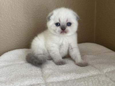 Blue Point Scottish Fold Girl - Scottish Fold - Gallery Photo #1