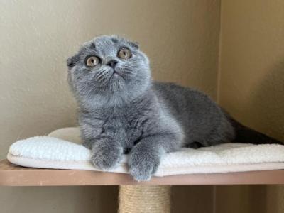 Scottish Fold Blue Girl - Scottish Fold - Gallery Photo #1