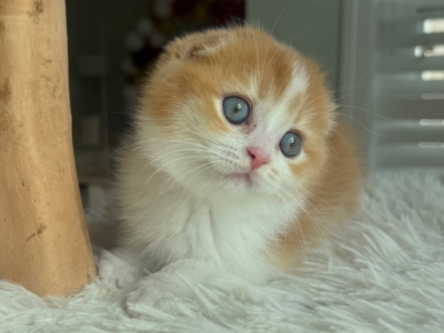 Rudy - Scottish Fold - Gallery Photo #1