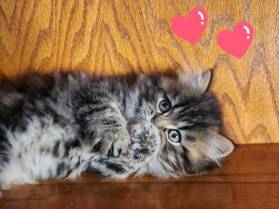 Nala Pink - Persian - Gallery Photo #1