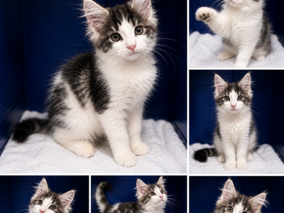 Spots Male 2 - Maine Coon - Gallery Photo #1