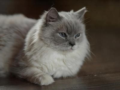 Posey's Litter - Ragdoll - Gallery Photo #1