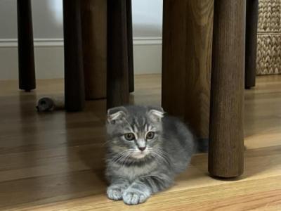 Najm - Scottish Fold - Gallery Photo #1