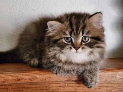 Simba White - Persian - Gallery Photo #1