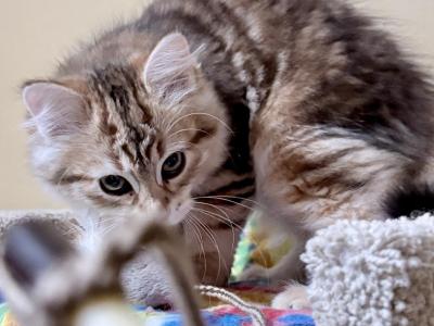 Gingersnap And Haron - Siberian - Gallery Photo #1