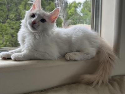 Chantilly - Turkish Angora - Gallery Photo #1