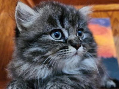Lightning Lioncub - Persian - Gallery Photo #1