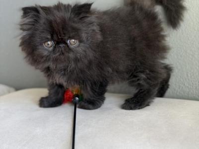 Luna - Persian - Gallery Photo #1