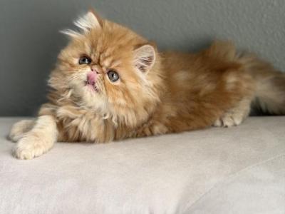 Romeo - Persian - Gallery Photo #1