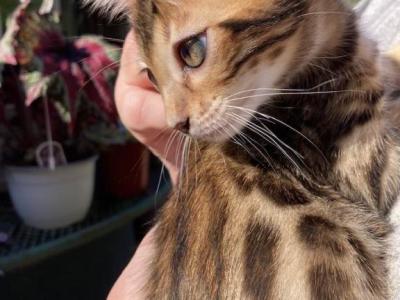 The Boys - Bengal - Gallery Photo #1