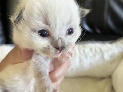 Seal Pt Prince 3 - Ragdoll - Gallery Photo #1