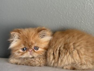 Bruno - Persian - Gallery Photo #1