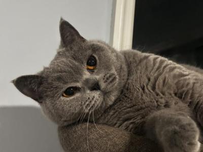 Gracy - British Shorthair - Gallery Photo #1