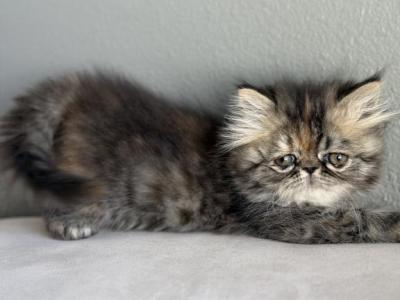 Bianca - Persian - Gallery Photo #1