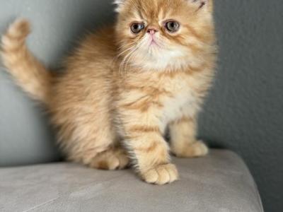 Ponti - Exotic - Gallery Photo #1