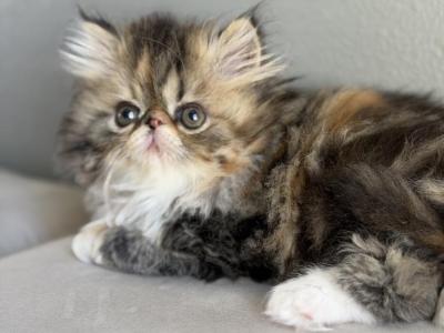 Margaret - Persian - Gallery Photo #1