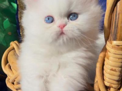 Beautiful Dollface White Blue Eyes Male - Persian - Gallery Photo #1