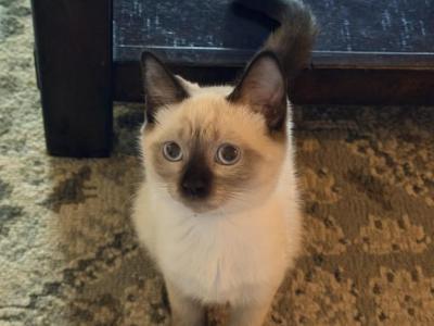 LUNA - Siamese - Gallery Photo #1