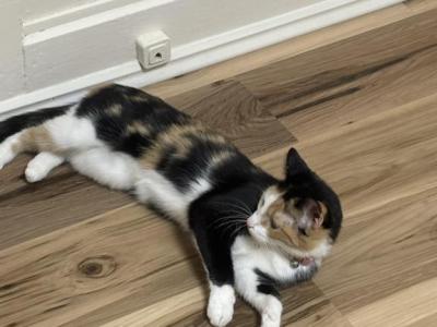 Gatitia - Domestic - Gallery Photo #1