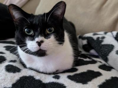 Cleo - Domestic - Gallery Photo #1