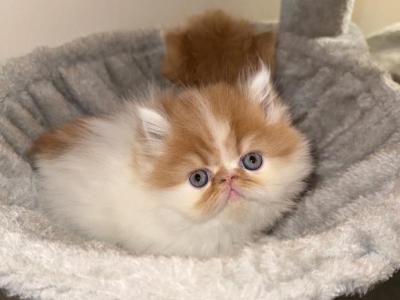 Persian Cats - Persian - Gallery Photo #1