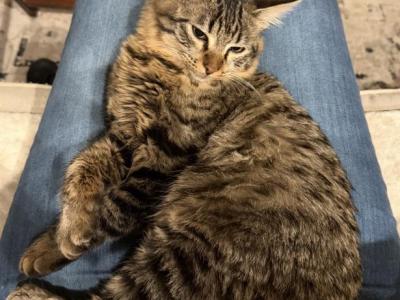Shiner - Ragdoll - Gallery Photo #1