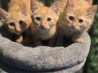 Orange Tabby Female Siberian Sphynx Hybrid - Domestic - Gallery Photo #1