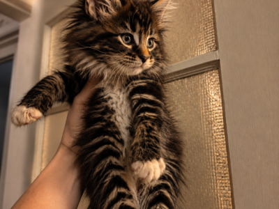 Milo - Maine Coon - Gallery Photo #1