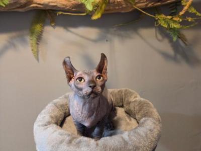Male Elf Sphynx - Sphynx - Gallery Photo #1
