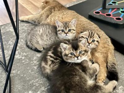 Scottish Fold And Straight Gingers Litter - Scottish Fold - Gallery Photo #1