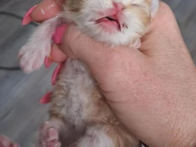 Persians Kittens  Boys - Persian - Gallery Photo #1