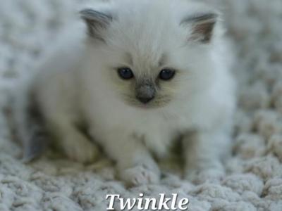 Twinkle - Ragdoll - Gallery Photo #1