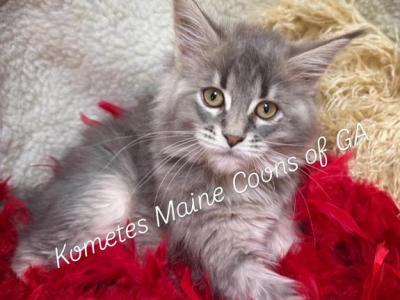 The Legacy Litter - Maine Coon - Gallery Photo #1