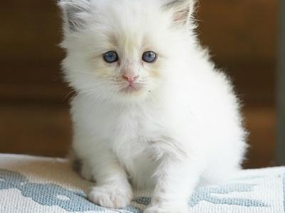 Puff - Ragdoll - Gallery Photo #1